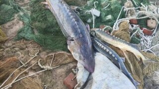    Фото пресс-службы ПУ ФСБ России по Краснодарскому краю Юлия Виноградова