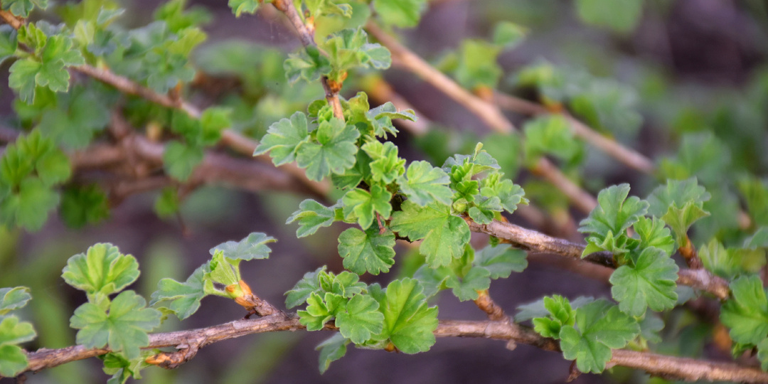 "Первая подкормка Крыжовника после схода снега": подкормите кусты и крыжовник отблагодарит обильным урожаем