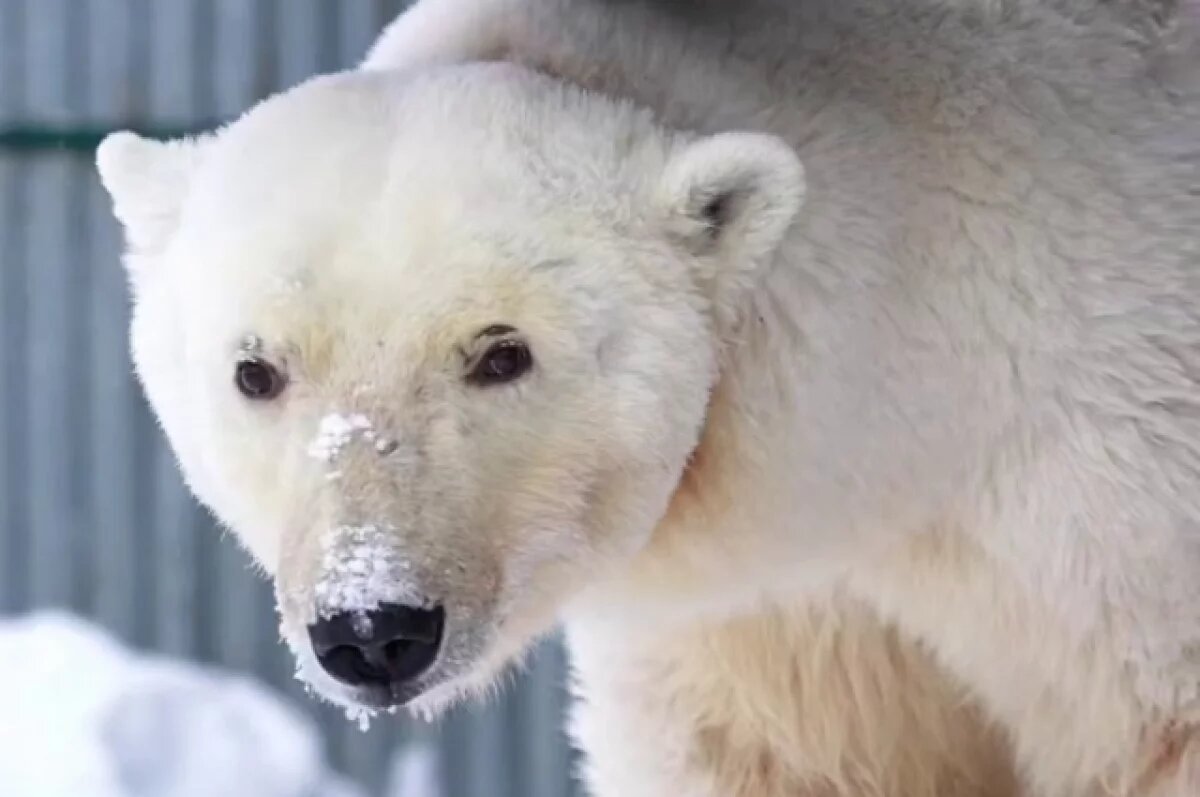    Опубликовано видео спасения белой медведицы, напавшей на рыбаков на Таймыре