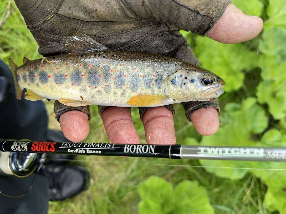 Ручьевая форель.