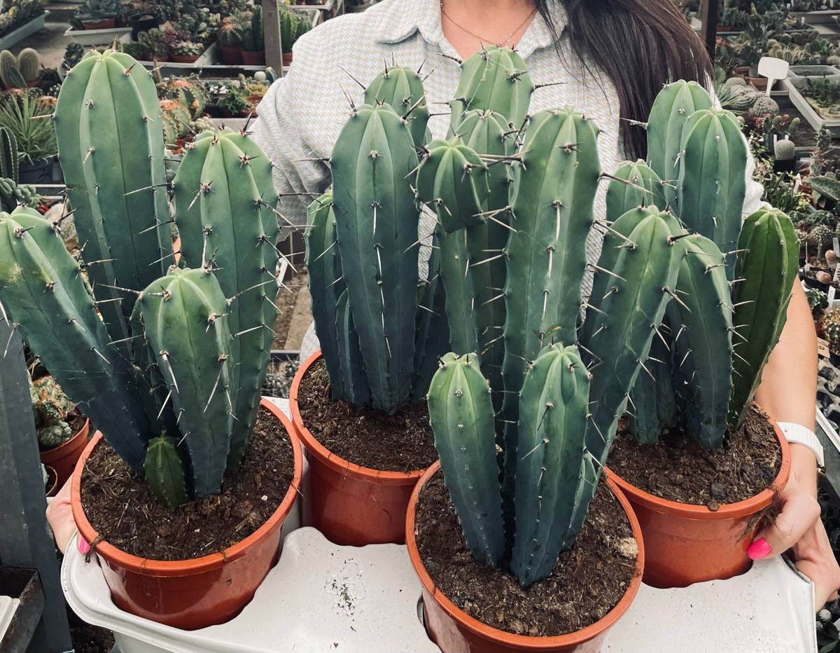 Фотография из интернета