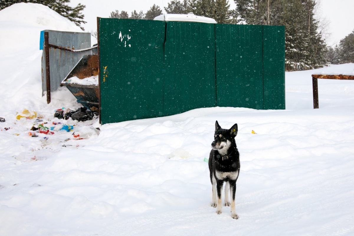    В Советском районе продолжают отлов бездомных собак