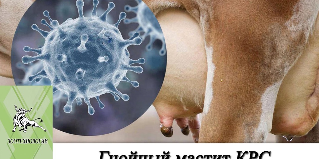 Гнойный мастит КРС