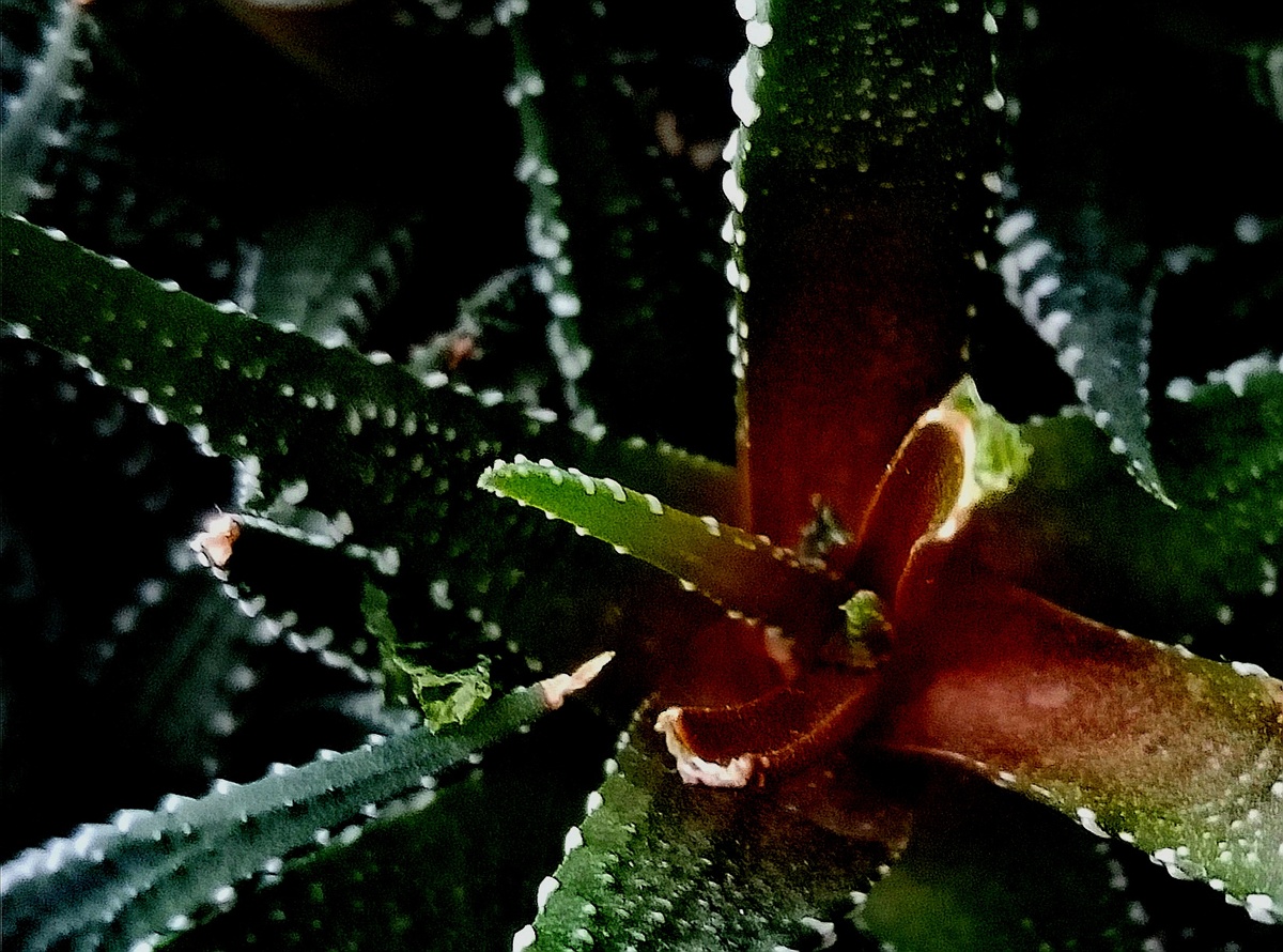 Фото автора.