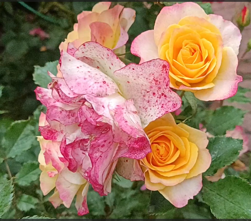 Стареющий цветок покрылся пятнышками-веснушками от осадков. Молодые цветы здоровы, значит, роза не больна Ботритисом.