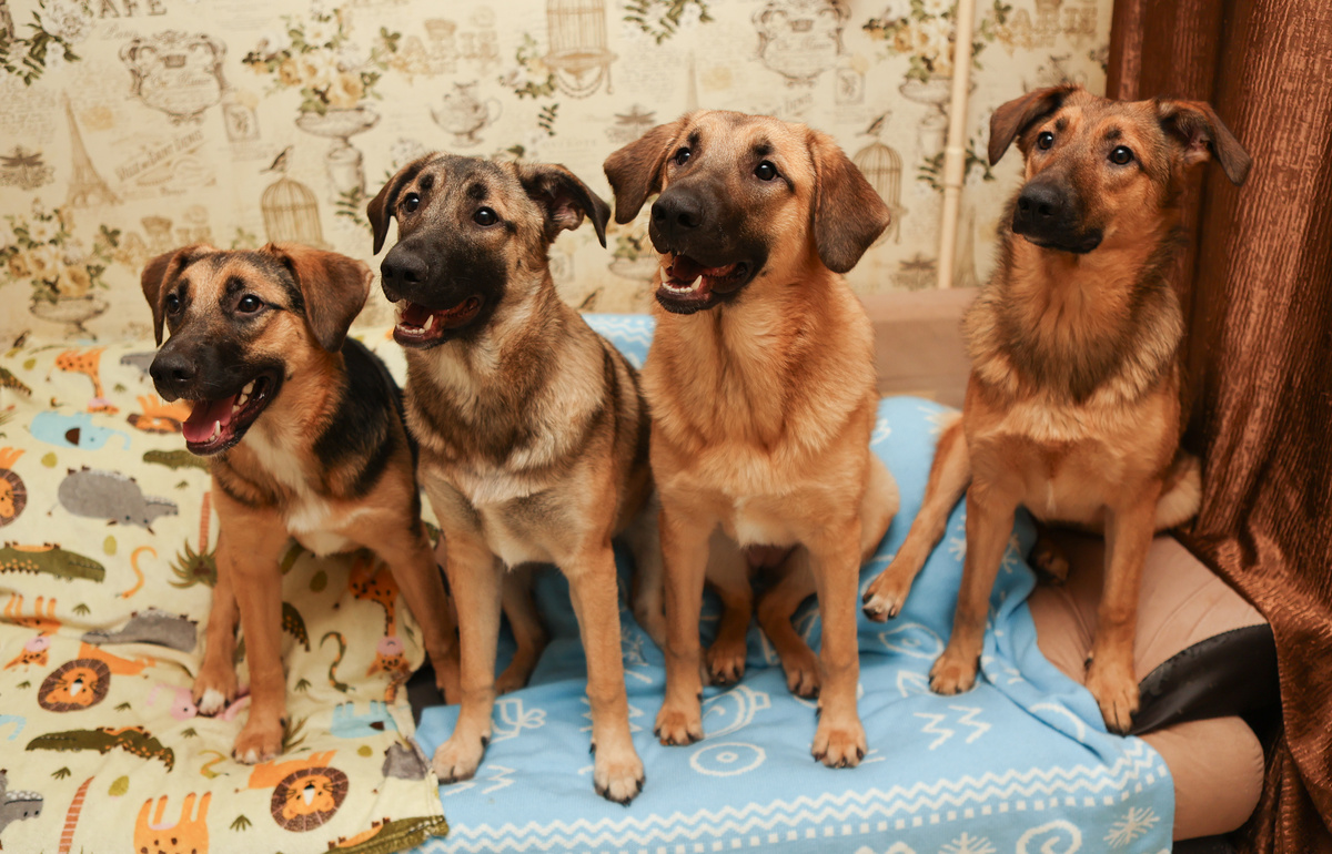 Малышарики щенки-подростки:)