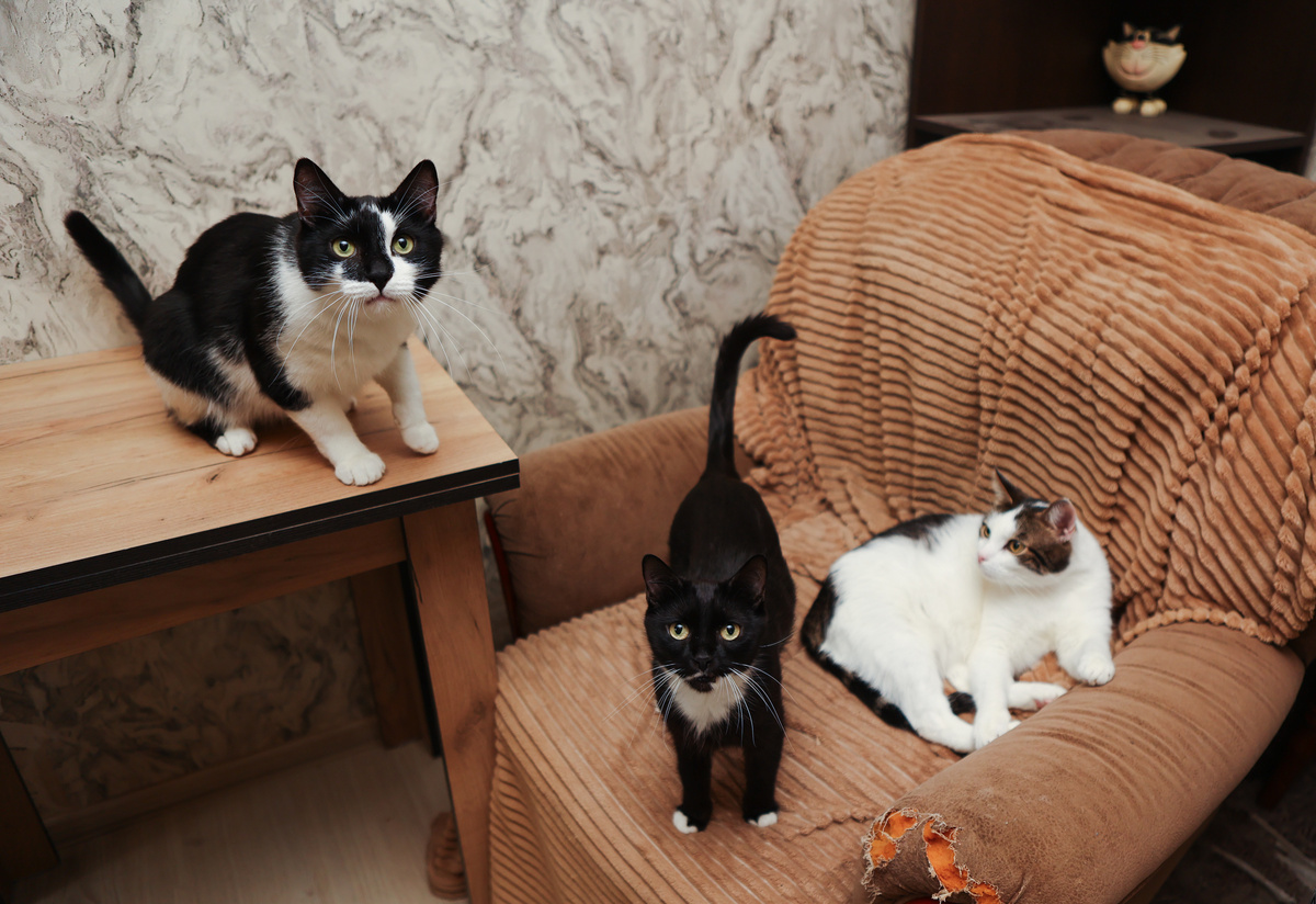 Это МЫ! Коты Андрея