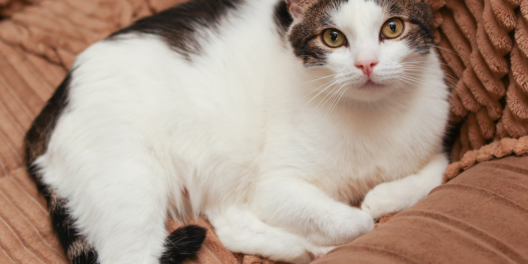 Полноценно о нём мы пишем впервые, но очень надеемся, что в следующий раз будет привет из дома