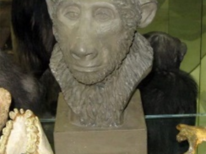 Слово о предках современного человека