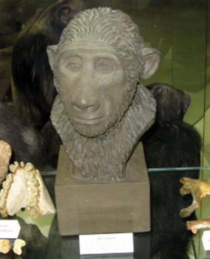 Дриопитек. Реконструкция.