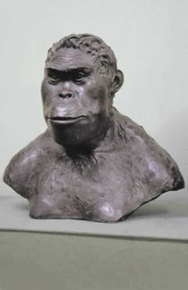 Австралопитек. Реконструкция.