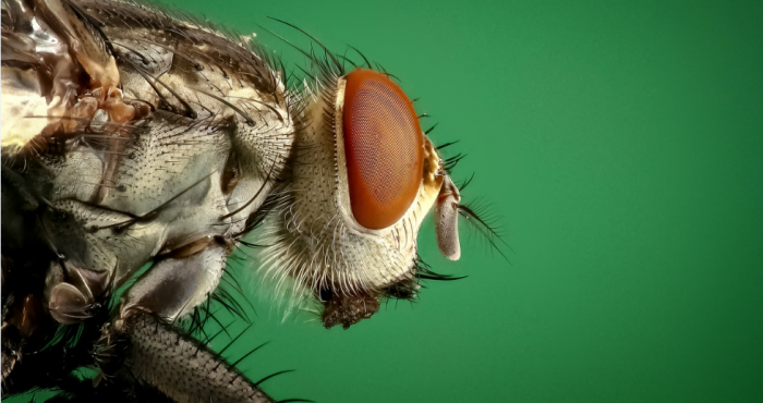 Страшно представить, что эта тварь могла быть повсюду / фото: pxhere.com