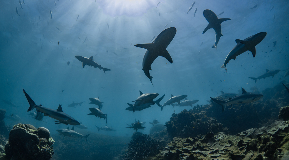     Фото: Lewis Burnett/Shutterstock/FOTODOM