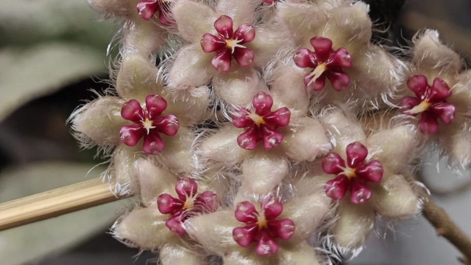 Меня уже начинает немного подтряхивать