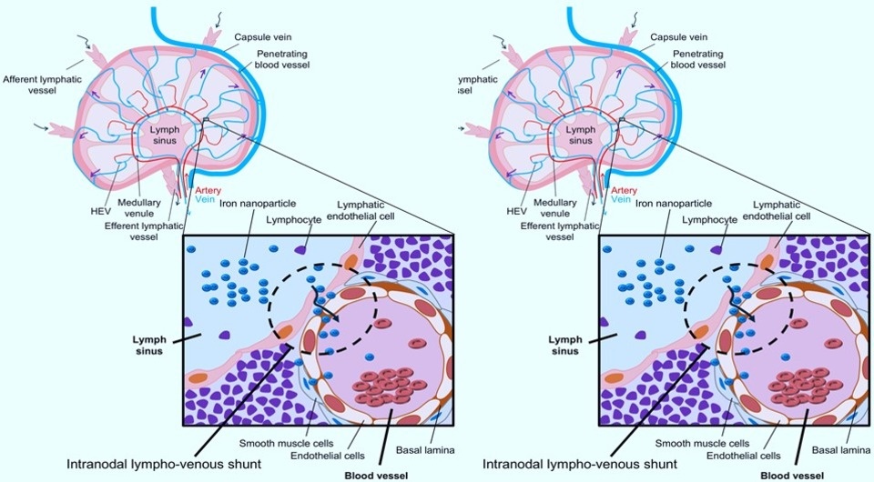   N + 1; Ariunbuyan Sukhbaatar et al. / The Journal of Pathology, 2026