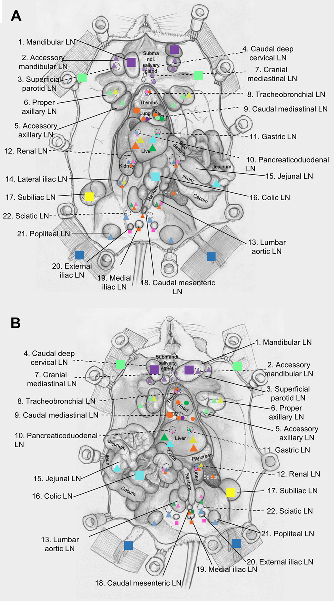   Ariunbuyan Sukhbaatar et al. / The Journal of Pathology, 2026
