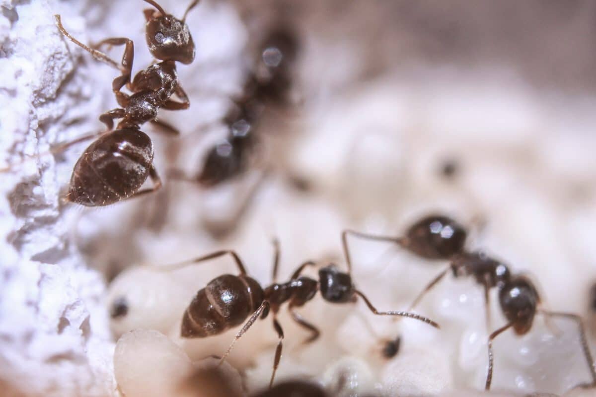    Муравьи рода Lasius Niger / © Lennart Tange