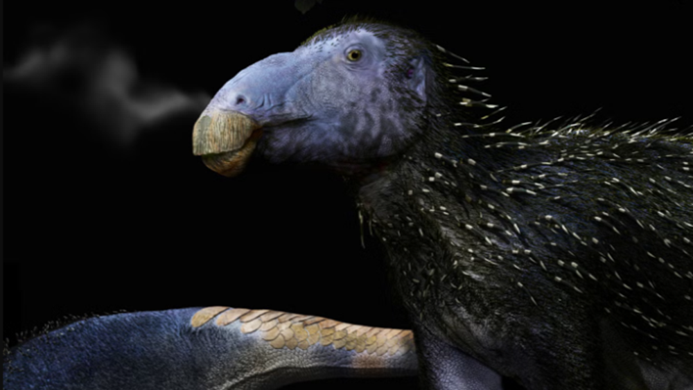     Фото: Thierry Hubin/Institute of Natural Sciences Haolong dongi