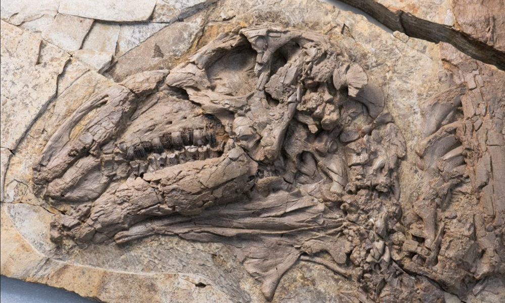     Фото: Thierry Hubin/Institute of Natural Sciences