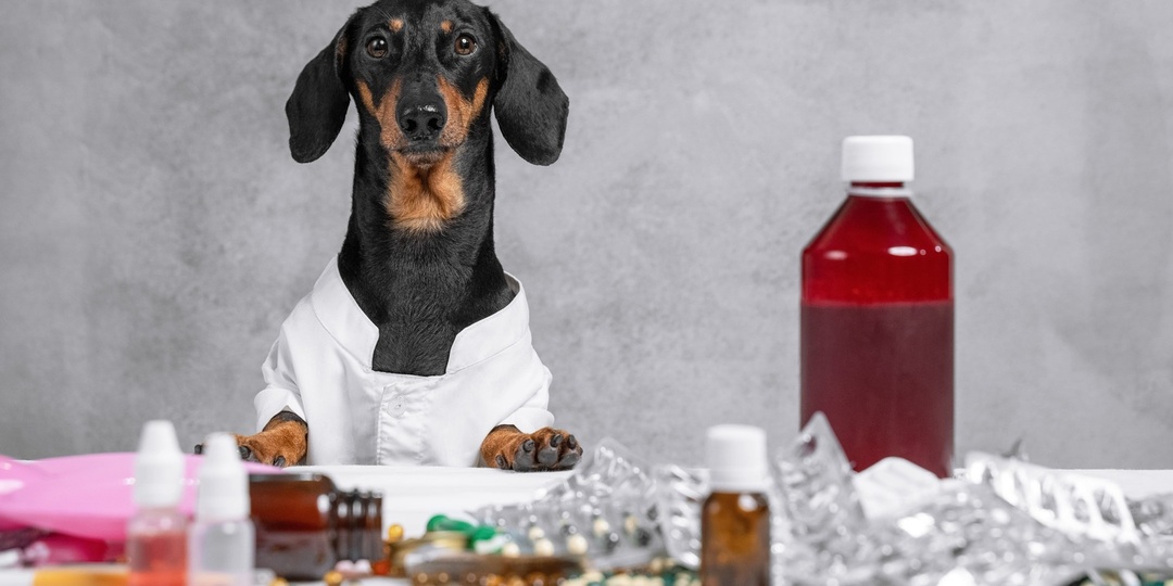 Ветврачи бьют тревогу: гормональные мази для людей травят домашних животных