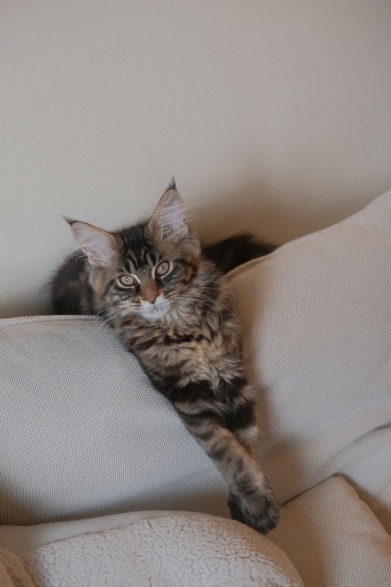    Две породы-исполина, покорившие мир своей природной мощью и обаянием