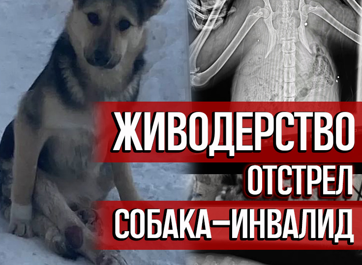 Подброшенная собака-инвалид ползает по улице в поисках еды!