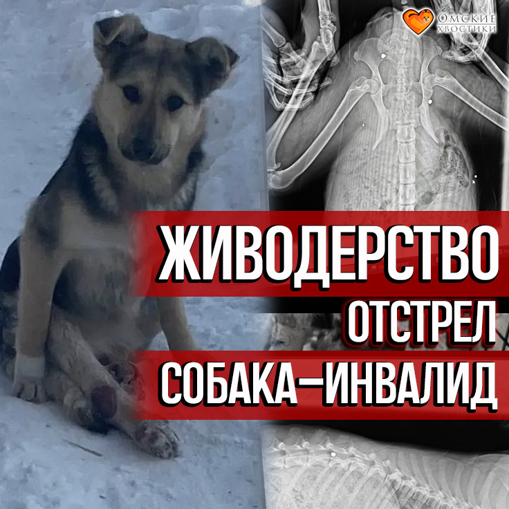 Тяпу наверняка хотели убить и просто не доделали это живодерство до конца...