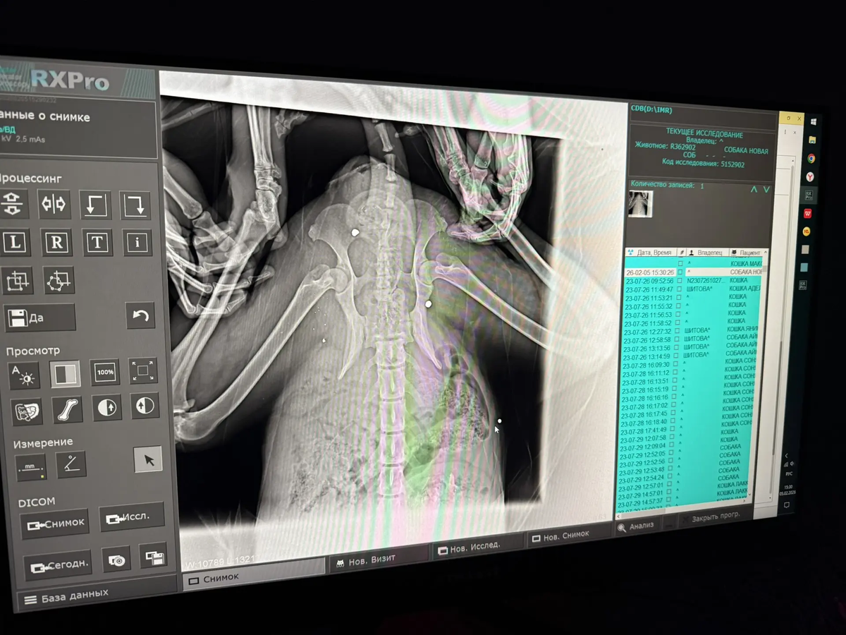 Пули, перелом таза, стёртые до крови лапы и полный желудок костей...
