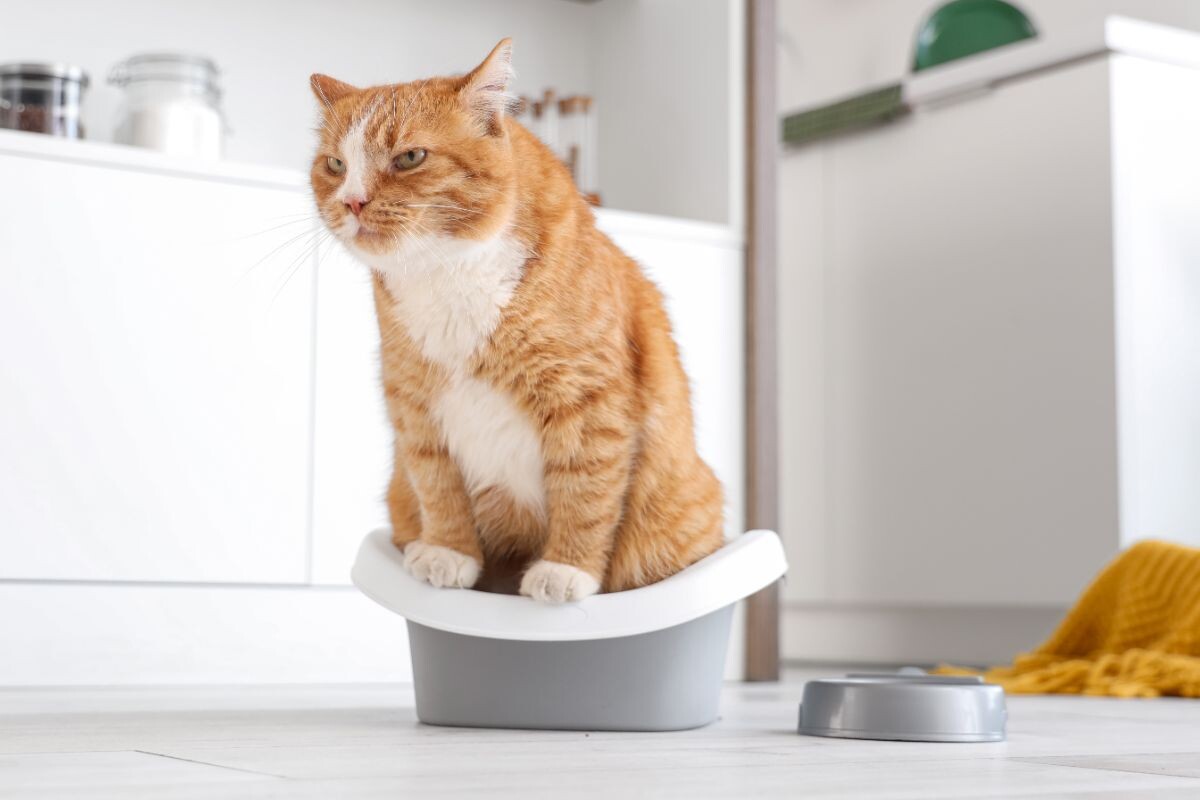 Кот в лотке 