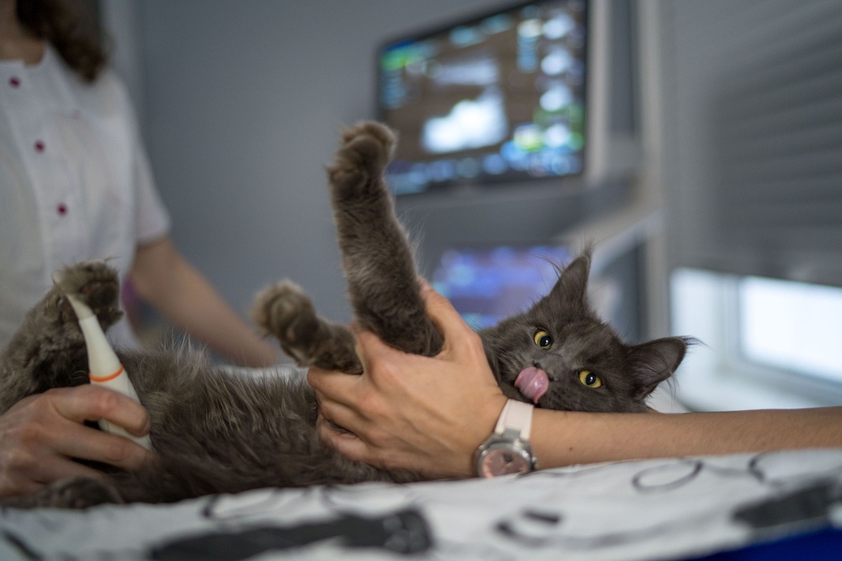 Как гормоны влияют на питомцев: эстроген делает их излишне женственными, а тестостерон приводит к агрессивному поведению. Фото: Александр Плонский / «ВиЖ».