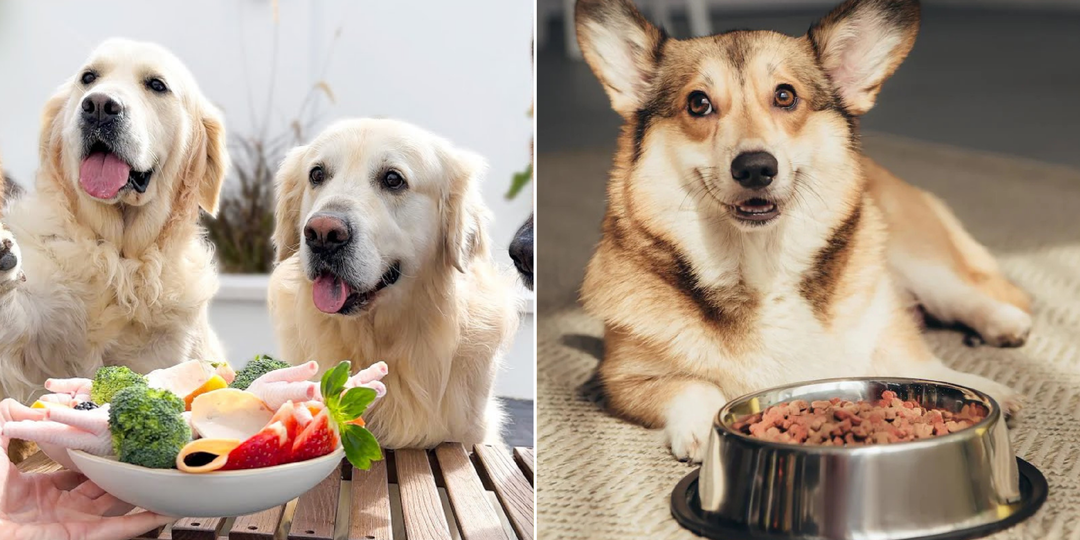 Можно ли смешивать сухой корм с натуральным: ответ с точки зрения науки