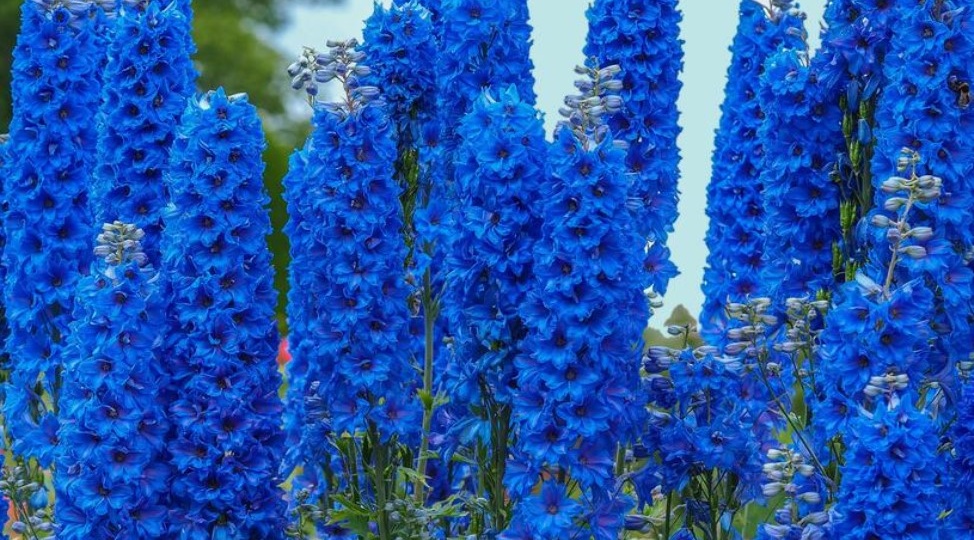 Дельфиниум 🌼 посев в феврале: пошаговая инструкция, чтобы цвели уже этим летом ✨