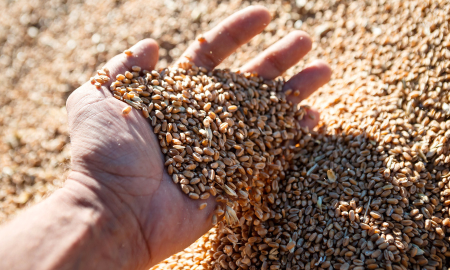 В Россельхозцентре объяснили новые требования к отбору проб сельхозкультур