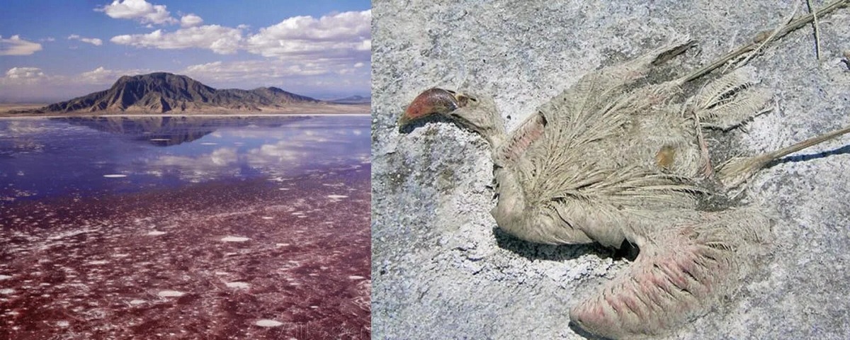 Вода, которая каменеет