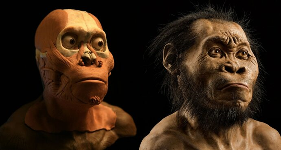 Homo naledi из "Колыбели человечества"