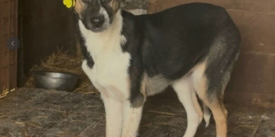 Пензенские волонтеры ищут дом скромной Руте