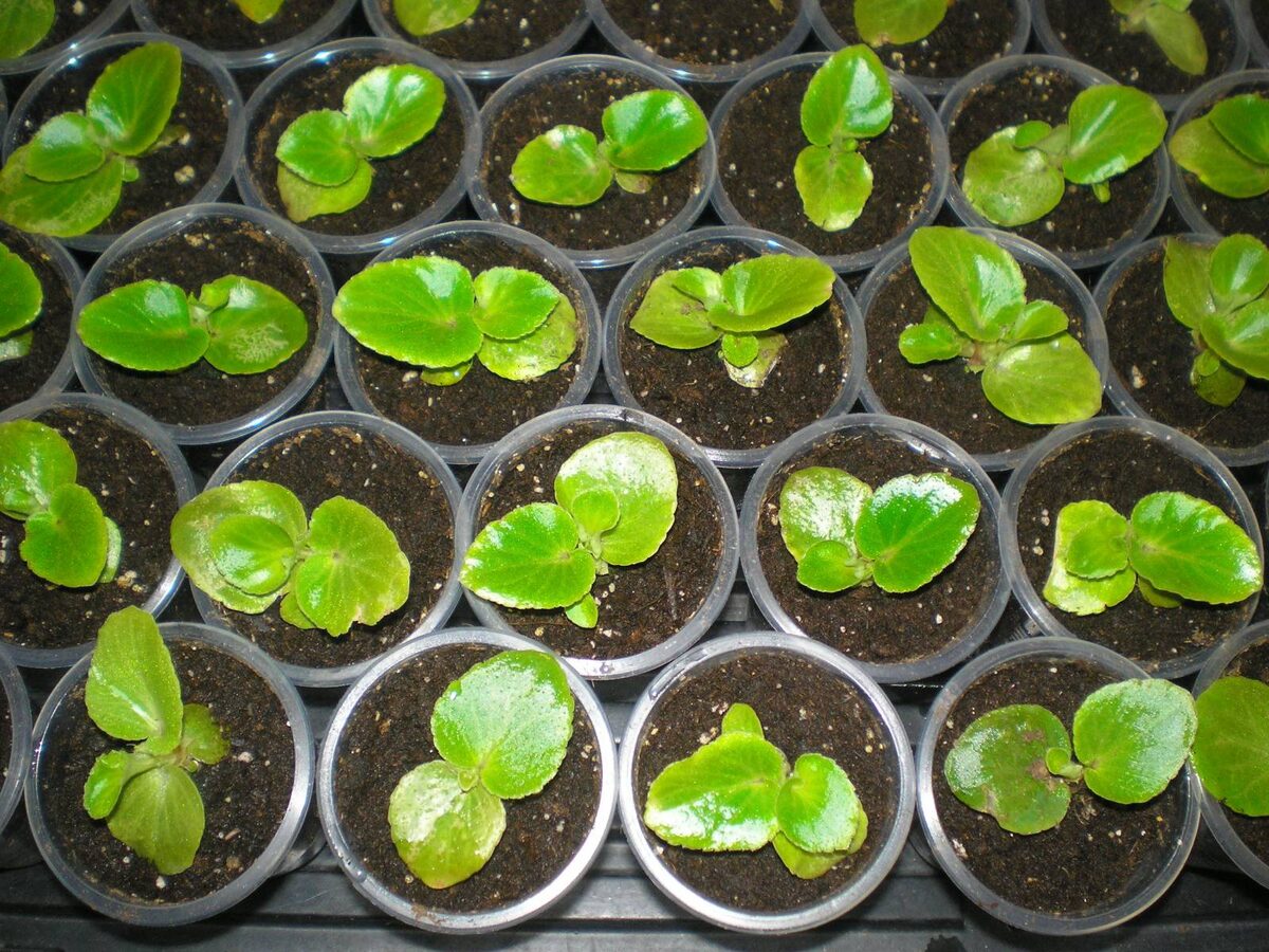 рассада бегонии