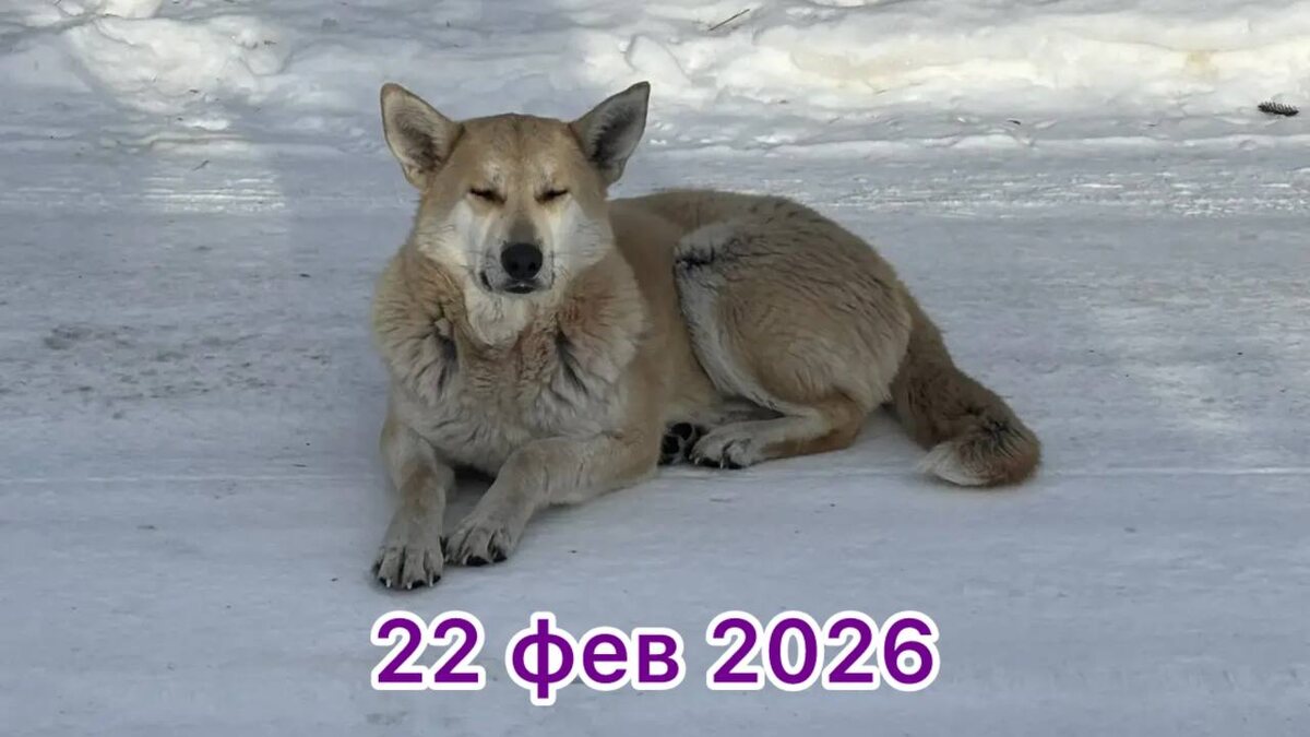 Это не Рыжик, это уже песец какой-то...