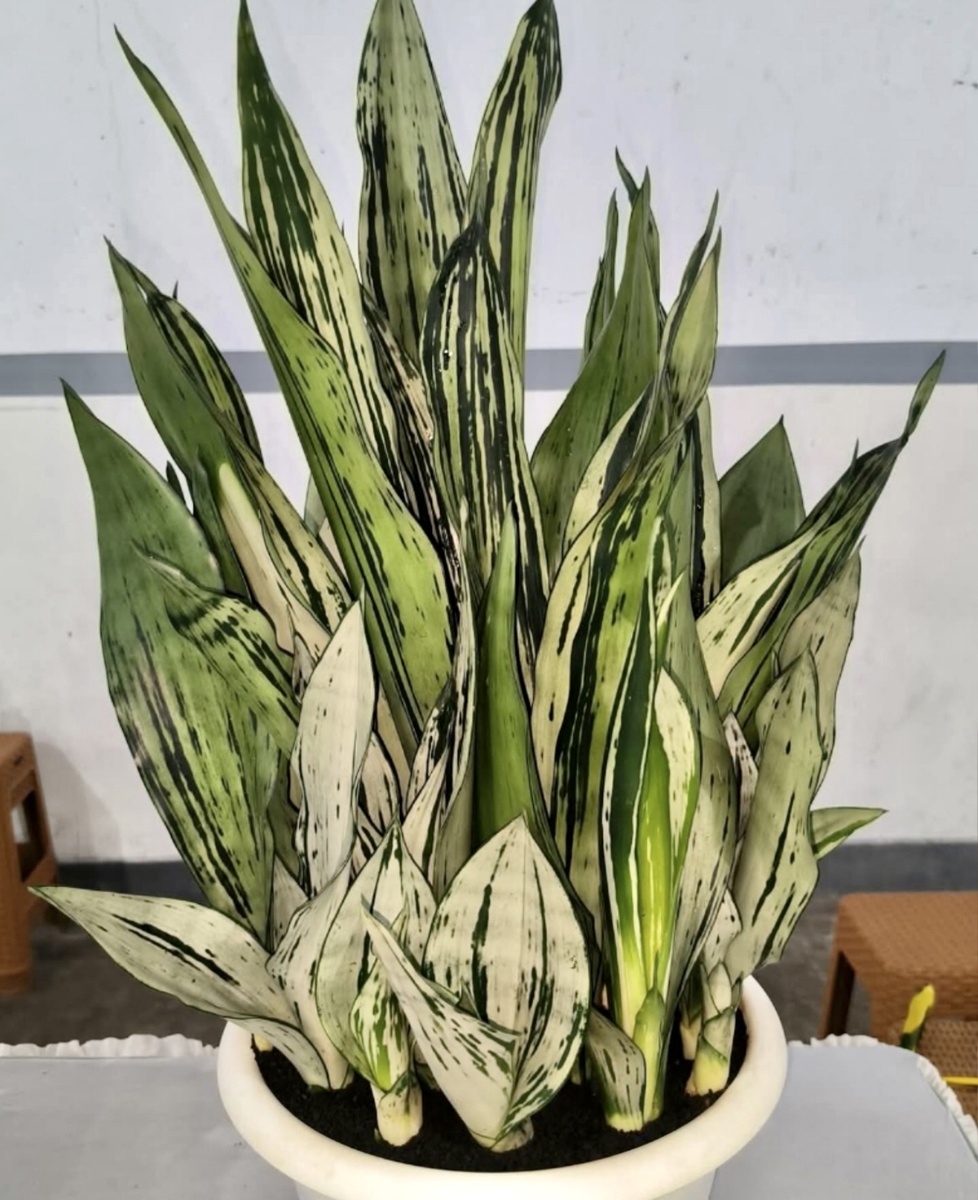 Фото из интернета 