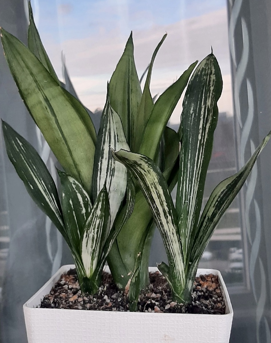 Фото из интернета 