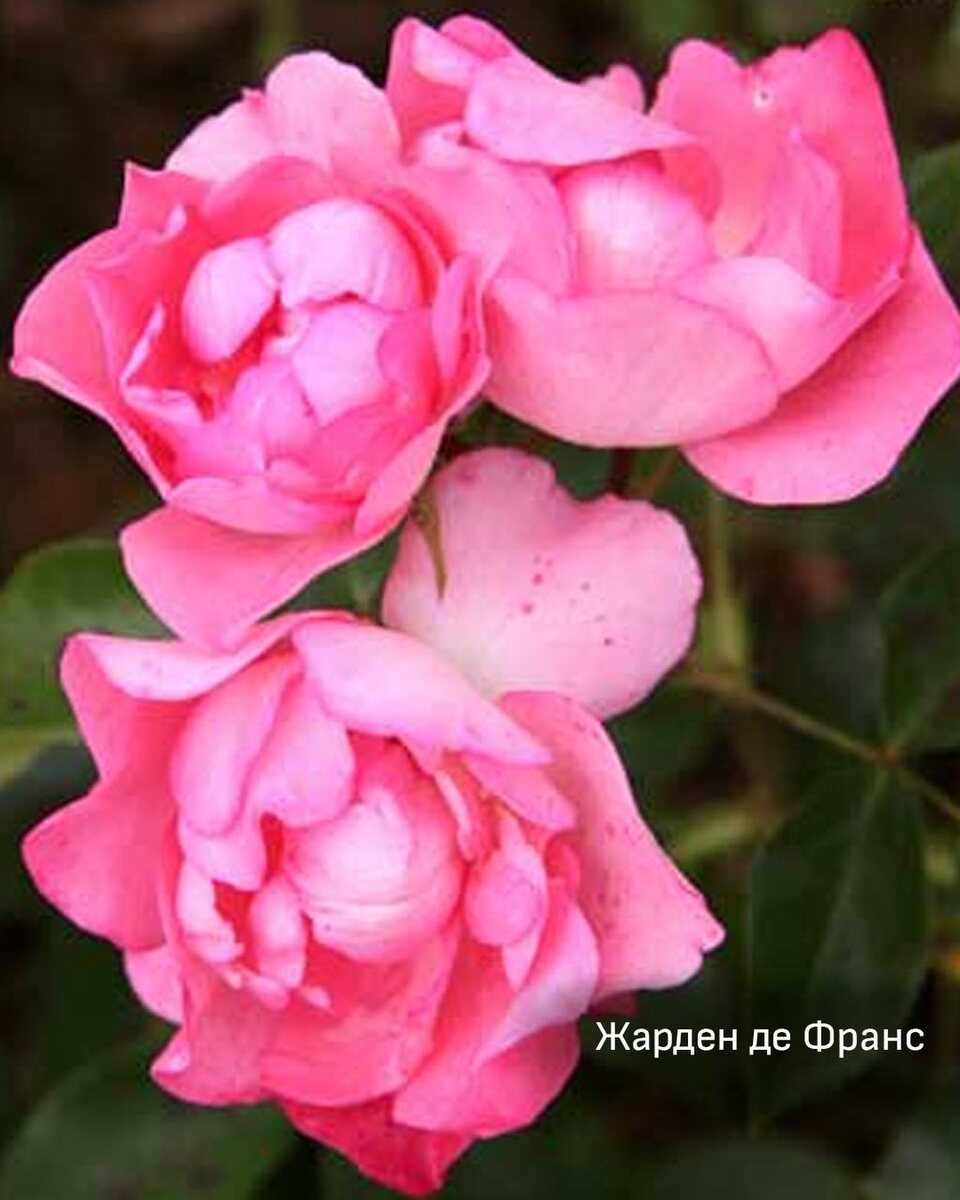 Роза Жарден де Франс