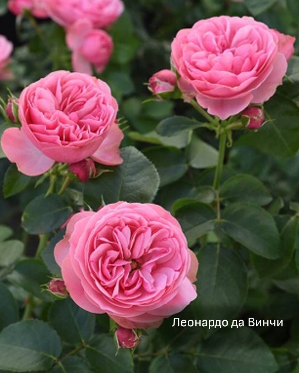 Роза Леонардо да Винчи