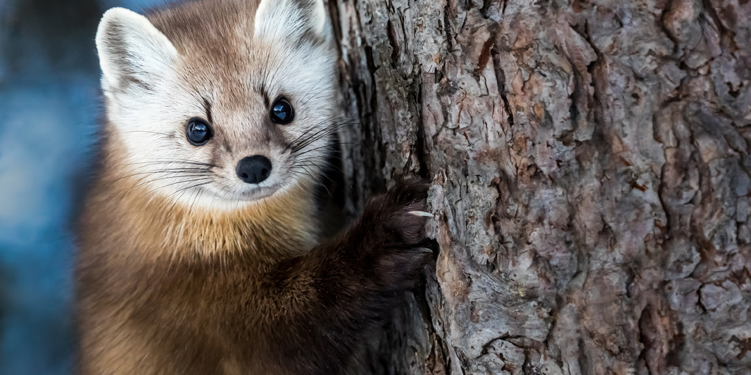 Редкие и уникальные: 10 животных России, которых больше нет нигде в мире