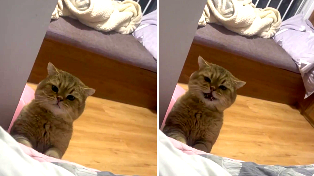 Когда на часах пять утра, а твоя миска еще пуста