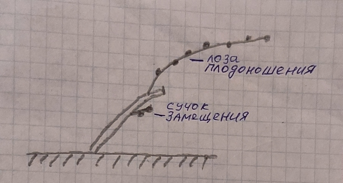 Лоза плодоношения и сучок замещения вместе составляют плодовое звено