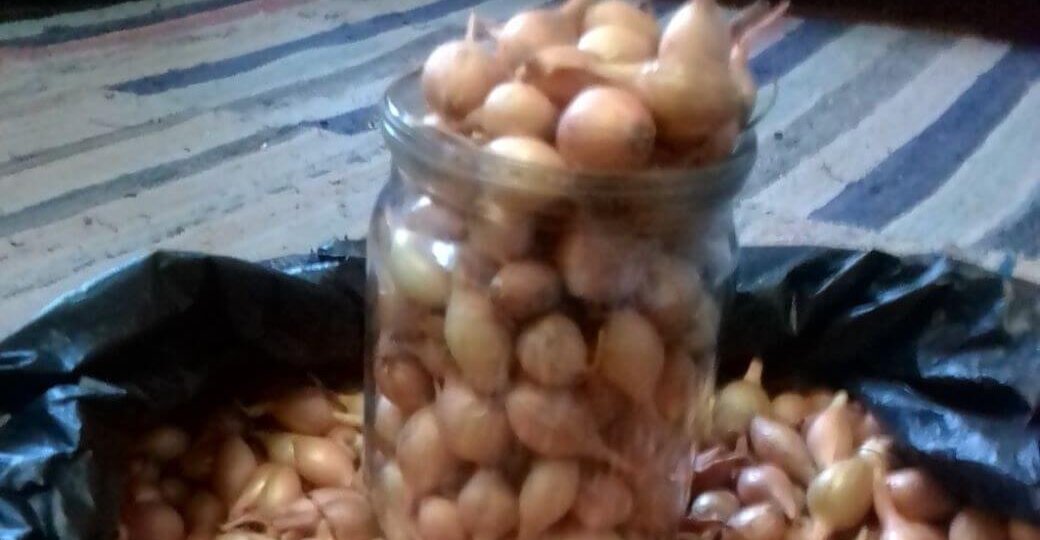 Бабушка-продавец на рынке поделилась секретом: чтобы лук не стрелковался. Теперь я буду следовать её совету