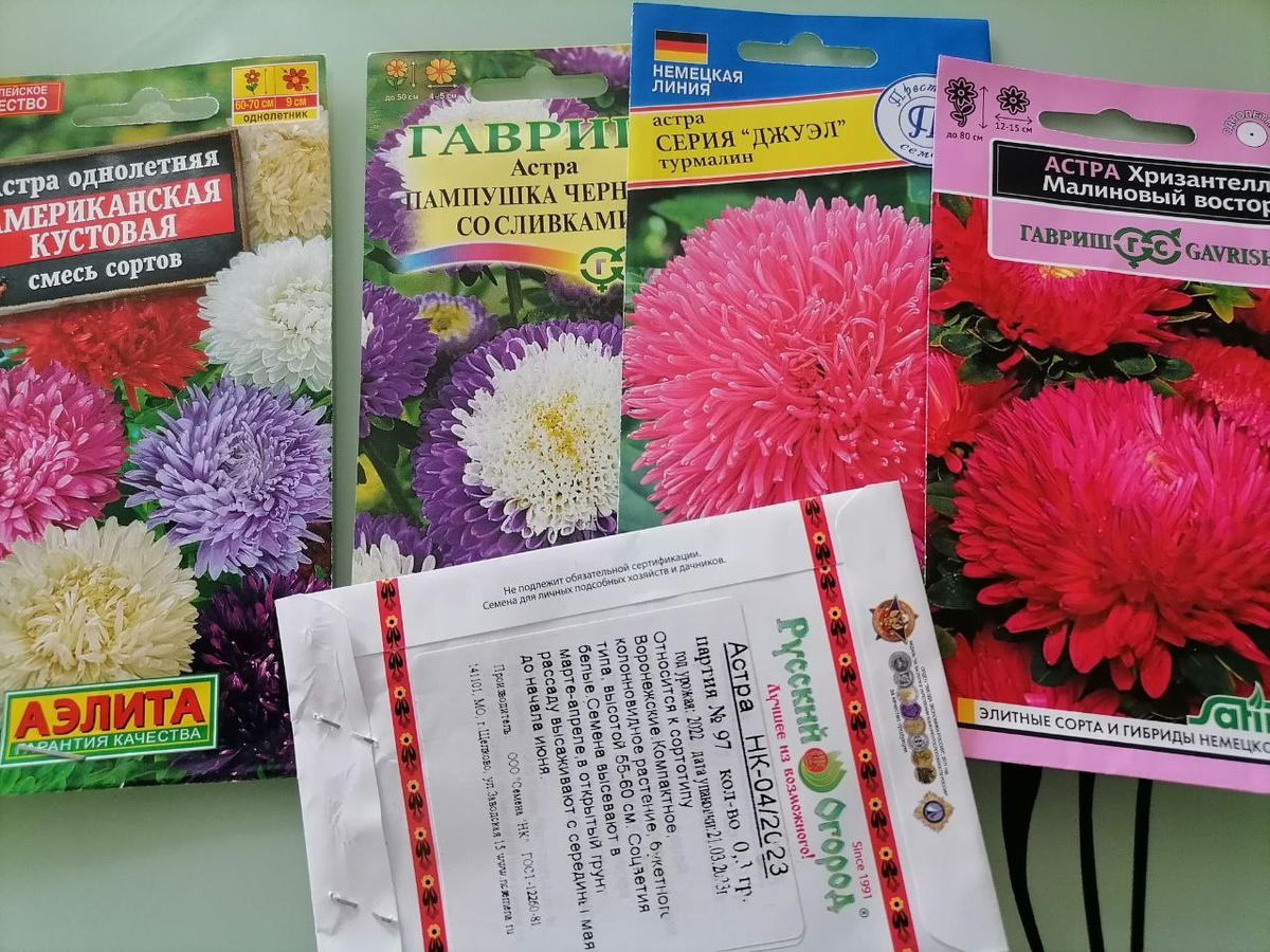 Семена астр, фото автора