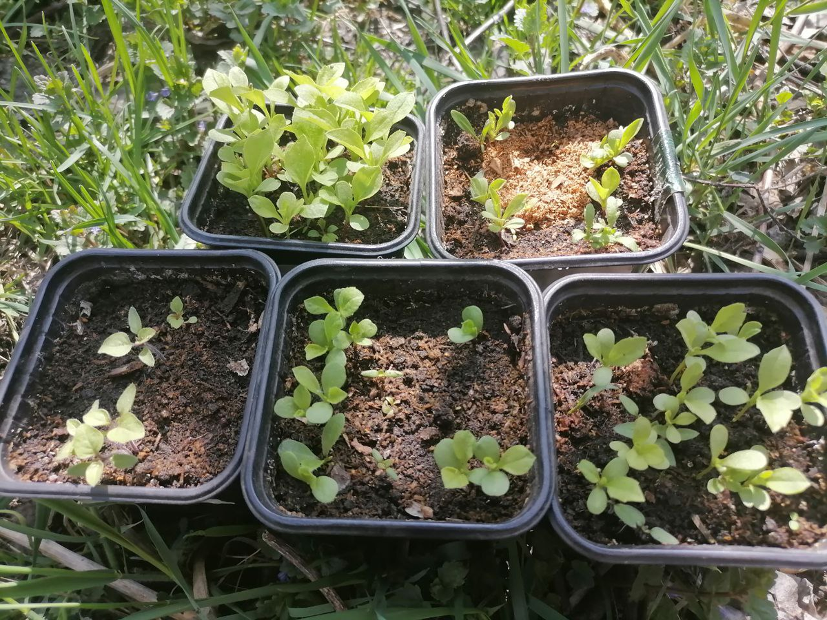 Фото рассады астр из архива