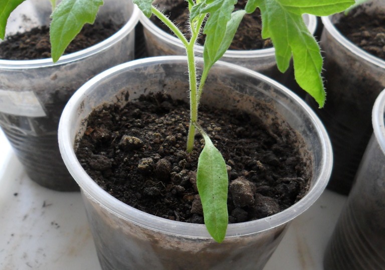 Выращивание рассады помидоров в теплице. Советы специалистов.