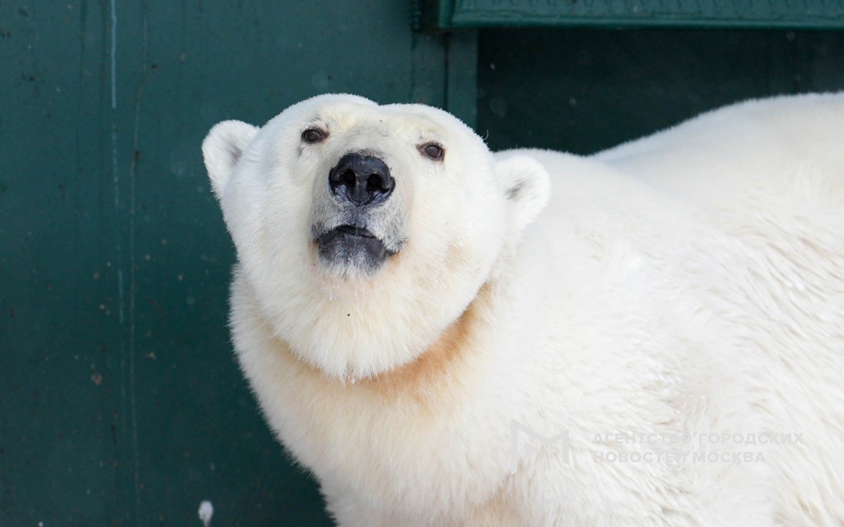 Фото: пресс-служба Московского зоопарка